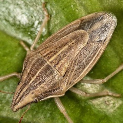 Aelia acuminata